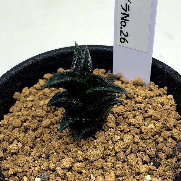 多肉植物：ハオルチア ニグラ No.26*幅2.5cm : 遊恵盆栽 Yahoo!店