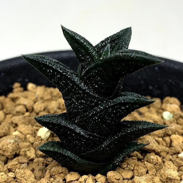 多肉植物：ハオルチア ニグラ No.26*幅2.5cm : 遊恵盆栽 Yahoo!店