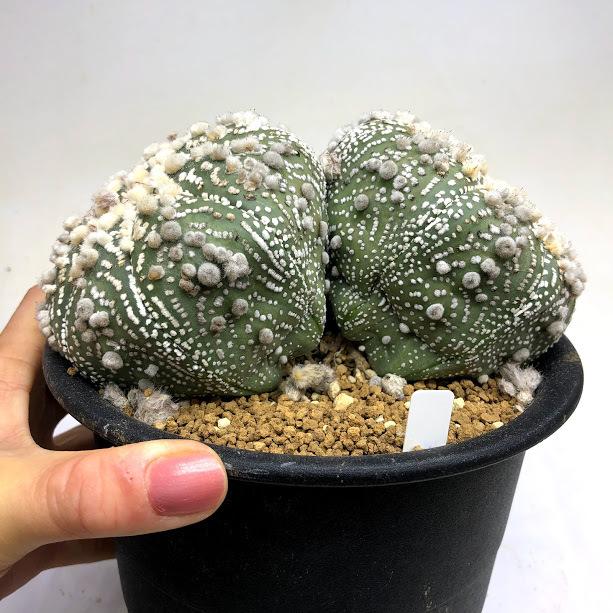 サボテン サボテン：アストロフィツム 花園兜*幅16.5cm 現品！一品限り