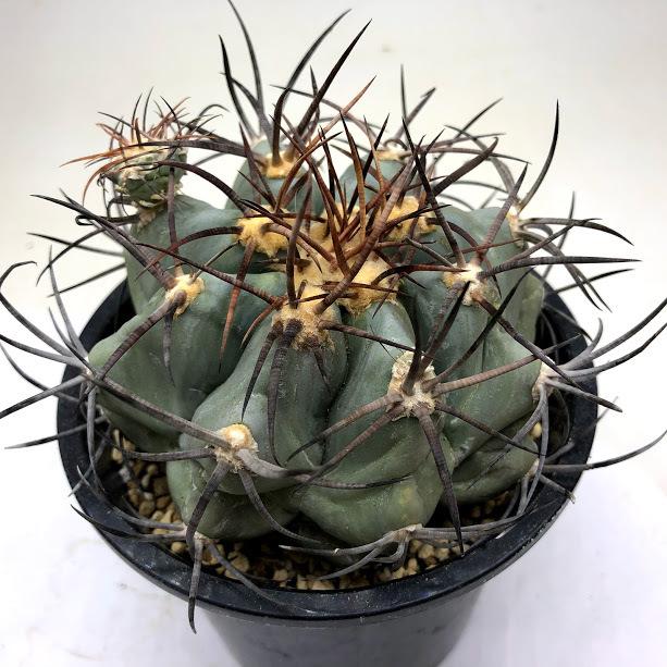 サボテン：エキノカクタス 太平丸 （般若ツギ）*幅9.5cm 現品！一品