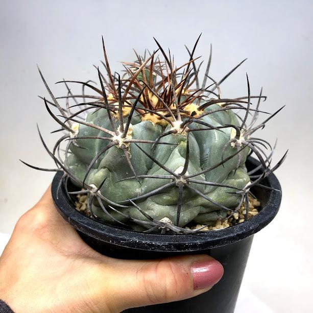 サボテン：エキノカクタス 太平丸 （般若ツギ）*幅9.5cm 現品！一品