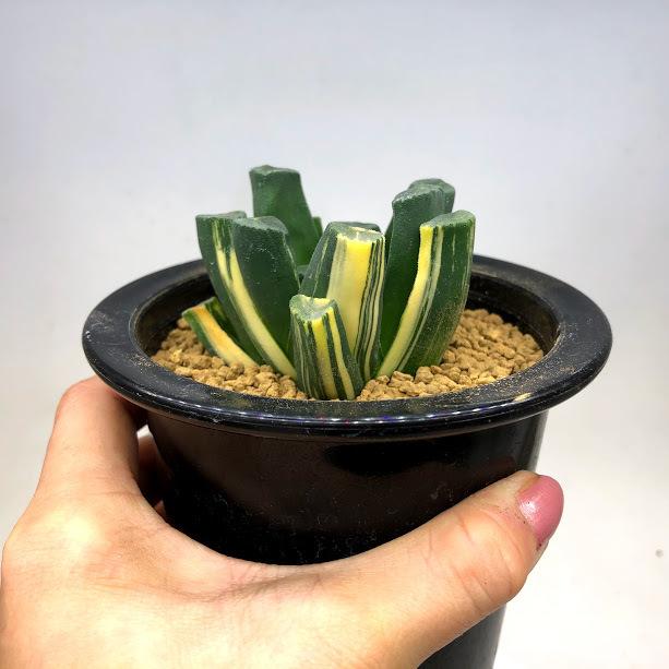 ☆☆万象＊稲妻錦＊ハオルチア＊錦☆☆ 多肉植物：ハオルチア 万象錦*幅6.5cm 現品！一品限り : 遊恵盆栽