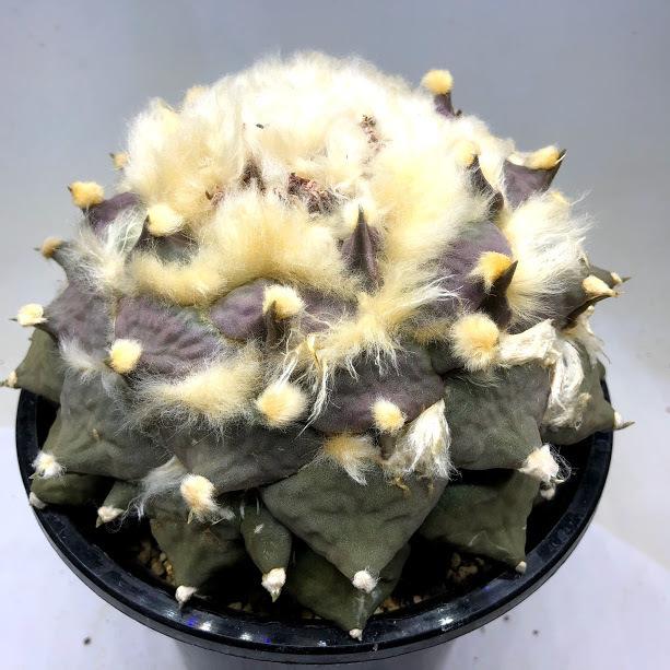 サボテン アリオカルプス 花牡丹 幅16ｃｍ 現品 一品限り Sv 遊恵盆栽 Yahoo 店 通販 Yahoo ショッピング