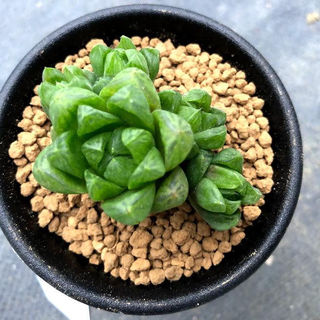 多肉植物 ハオルチア シンビフォルミスsp 幅4 5ｃｍ Sv 遊恵盆栽 Yahoo 店 通販 Yahoo ショッピング