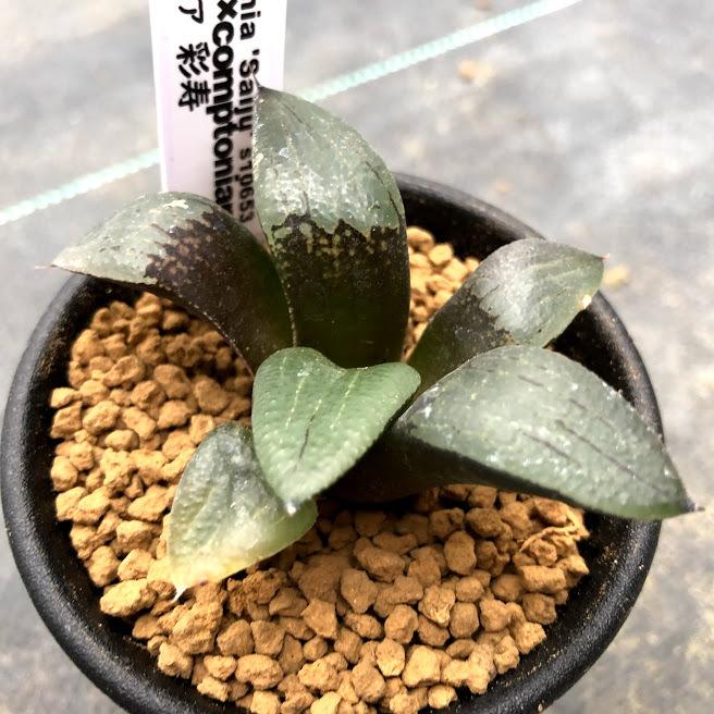 多肉植物：ハオルチア 彩寿*幅6cm : 遊恵盆栽 Yahoo!店 - 通販