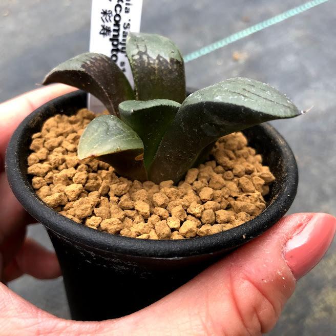 多肉植物：ハオルチア 彩寿*幅6cm : 遊恵盆栽 Yahoo!店 - 通販