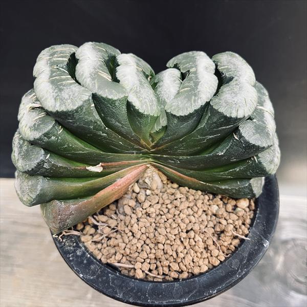 多肉植物：ハオルチア 玉扇 ラベル落ち*幅8.5cm 現品！一品限り :s10656v:遊恵盆栽 Yahoo!店 - 通販 - Yahoo