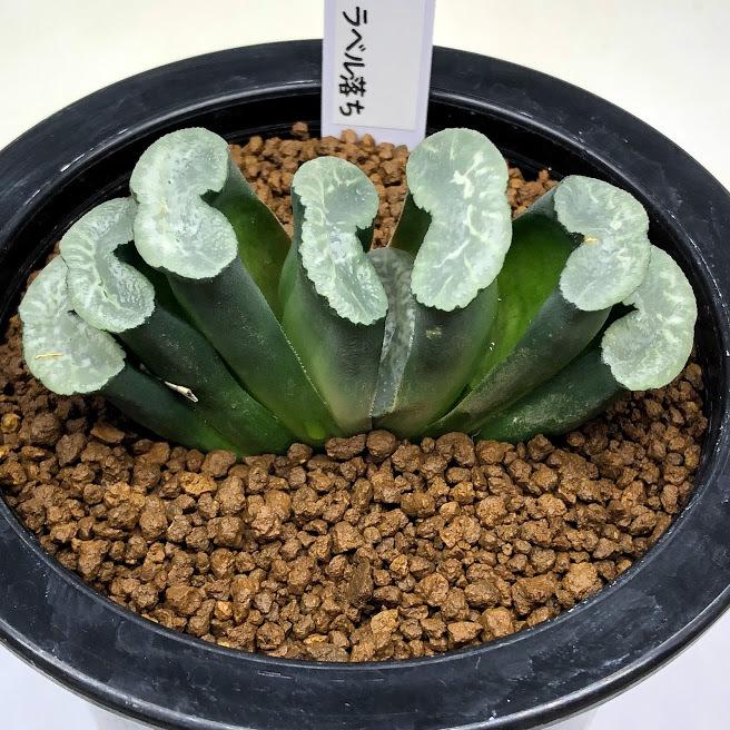 多肉植物 ハオルチア 玉扇 ラベル落ち 幅7 5ｃｍ 現品 一品限り Sv 遊恵盆栽 Yahoo 店 通販 Yahoo ショッピング