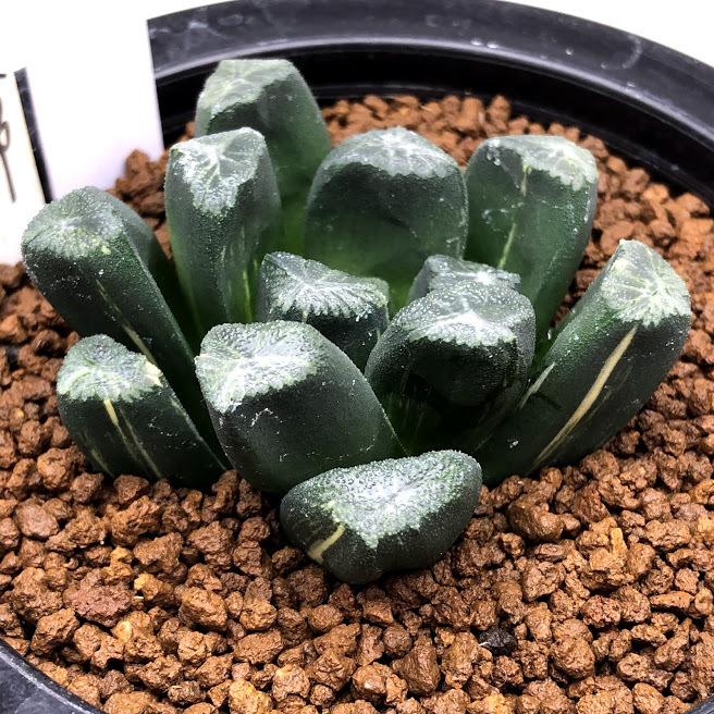 多肉植物：ハオルチア 万象錦 N-29*幅6ｃｍ 現品！一品限り : s10669v