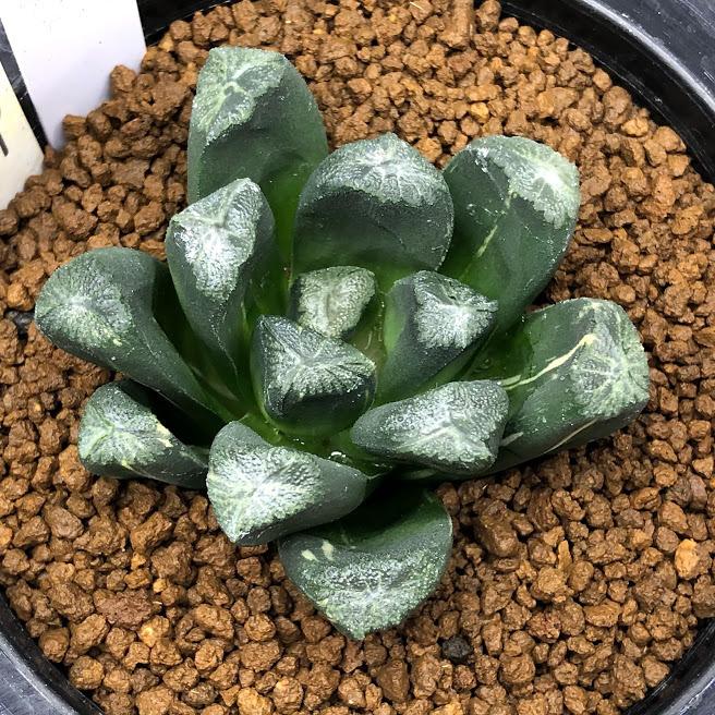 多肉植物:ハオルチア 万象錦 N-29*幅6cm 現品!一品限り 多肉植物:ハオルチア 万象錦 N-29*幅6cm 現品!一品限り