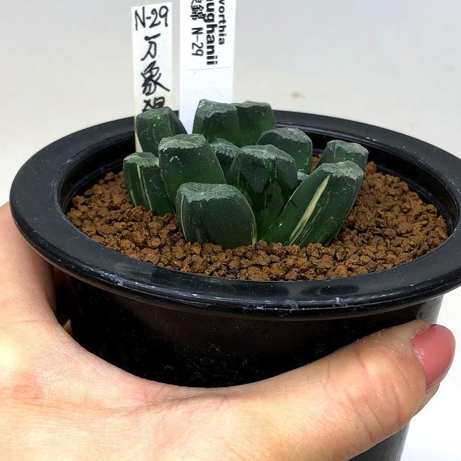 多肉植物:ハオルチア 万象錦 N-29*幅6cm 現品!一品限り 多肉植物:ハオルチア 万象錦 N-29*幅6cm 現品!一品限り
