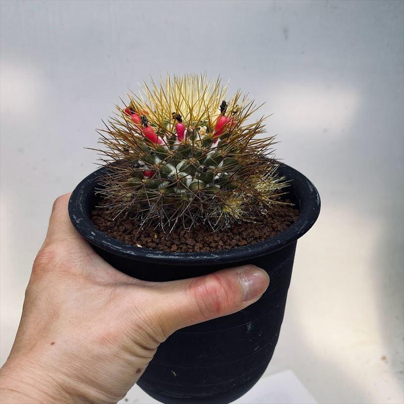 サボテン マミラリア 金銀司 幅6ｃｍ Sv 遊恵盆栽 Yahoo 店 通販 Yahoo ショッピング