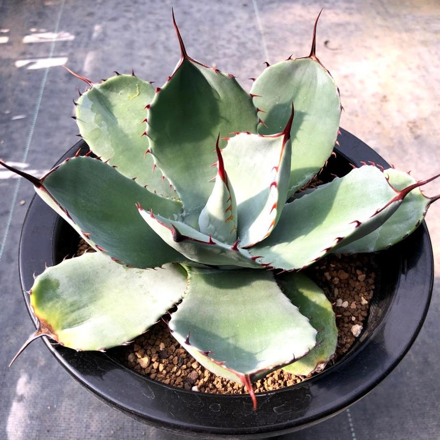 多肉植物 アガベ フレキスピナ パリー トルンカータ 幅11ｃｍ 現品 一品限り Sv 遊恵盆栽 Yahoo 店 通販 Yahoo ショッピング