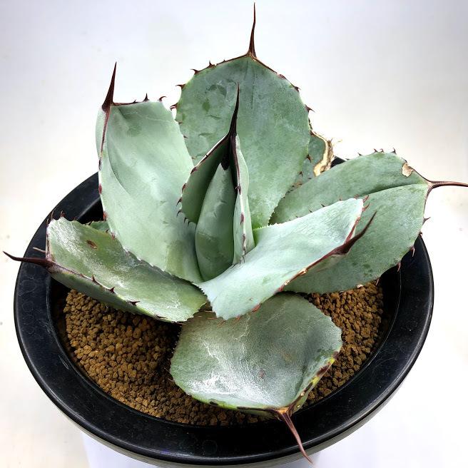 アガベ フレキスピナ