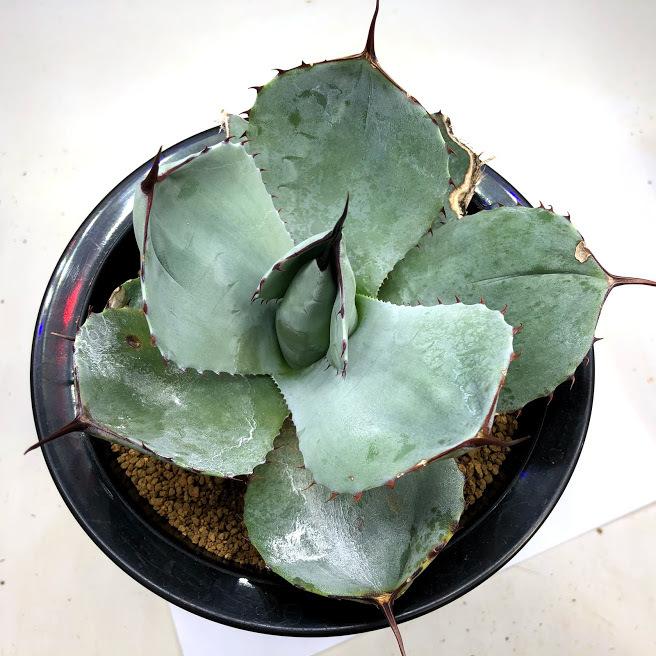 多肉植物：アガベ フレキスピナ（パリー・トルンカータ）*幅19cm