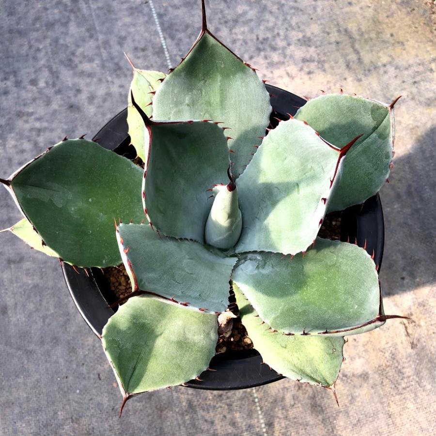 多肉植物：アガベ フレキスピナ（パリー・トルンカータ）*幅18cm