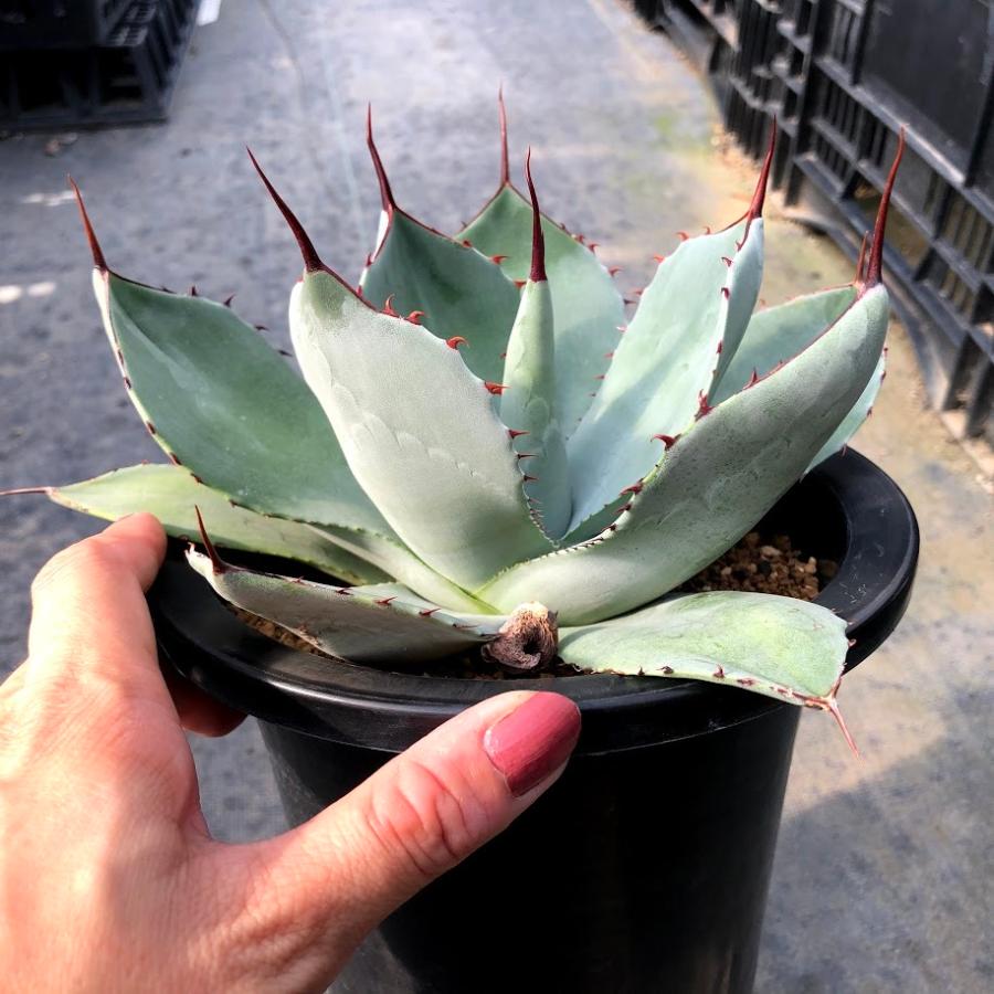 多肉植物：アガベ フレキスピナ（パリー・トルンカータ）*幅18cm