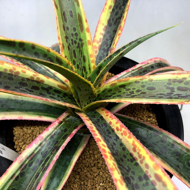 多肉植物：マンガベ カレイドスコープ 万華鏡*幅55cm 現品！一品限り