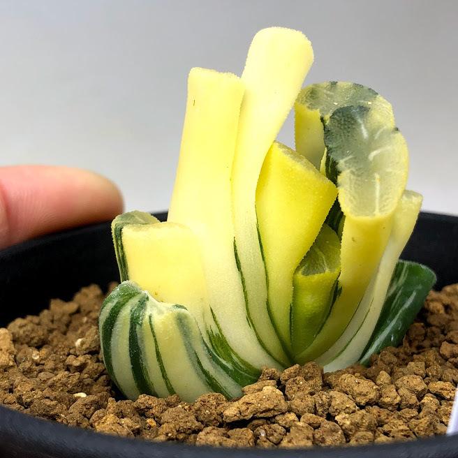 多肉植物：ハオルチア 玉扇錦 コンゲスタタイプ*幅5cm 現品！一品