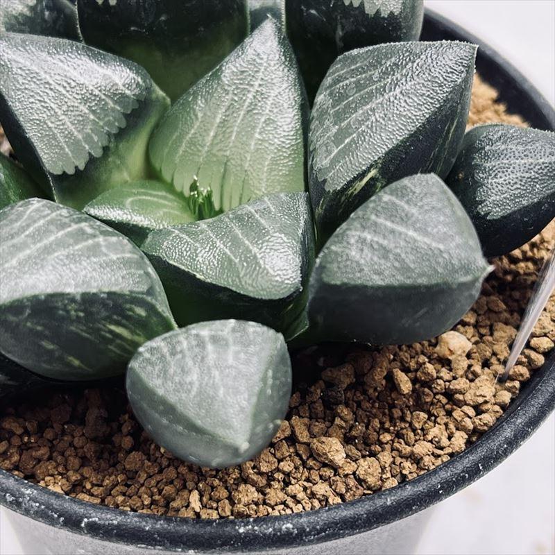 多肉植物:ハオルチア コレクタ錦*幅8cm 現品!一品限り 多肉植物:ハオルチア コレクタ錦*幅8cm 現品!一品限り
