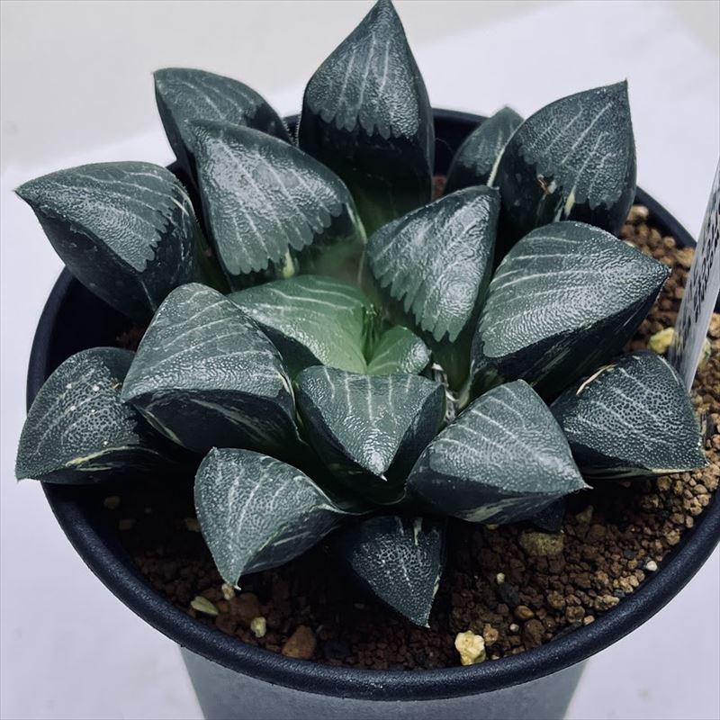 多肉植物:ハオルチア コレクタ錦*幅8cm 現品!一品限り 多肉植物:ハオルチア コレクタ錦*幅8cm 現品!一品限り