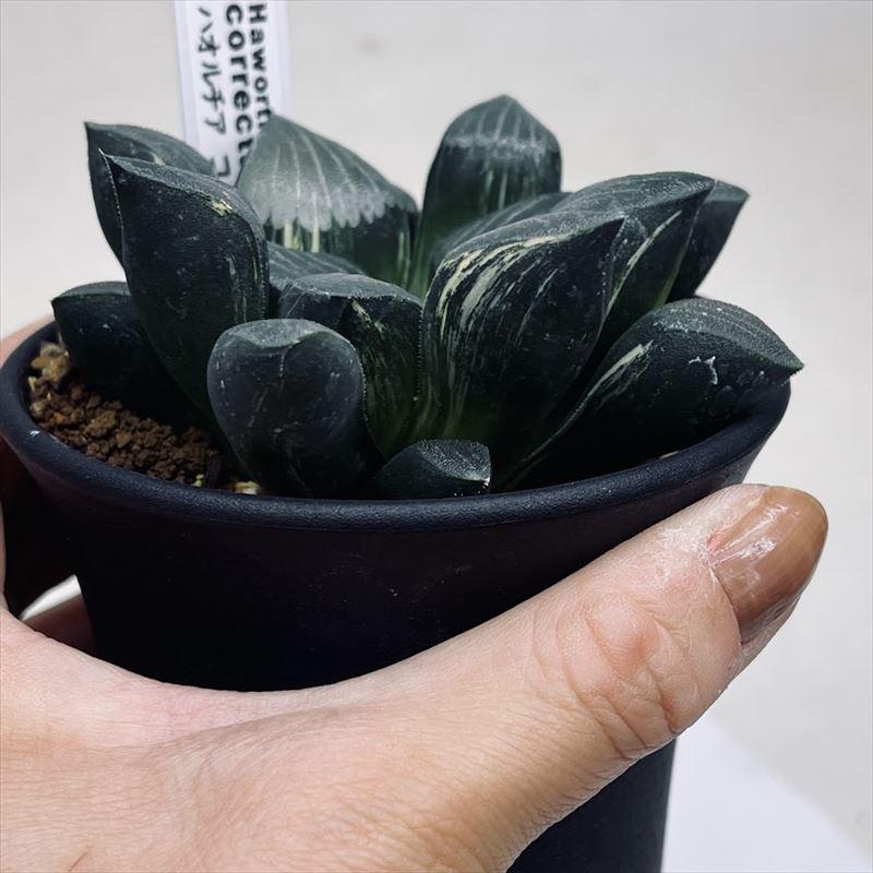多肉植物:ハオルチア コレクタ錦*幅8cm 現品!一品限り 多肉植物:ハオルチア コレクタ錦*幅8cm 現品!一品限り