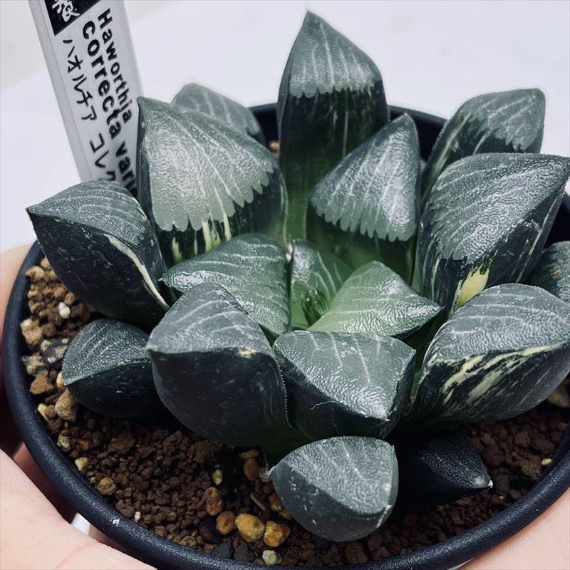 多肉植物:ハオルチア コレクタ錦*幅8cm 現品!一品限り 多肉植物:ハオルチア コレクタ錦*幅8cm 現品!一品限り