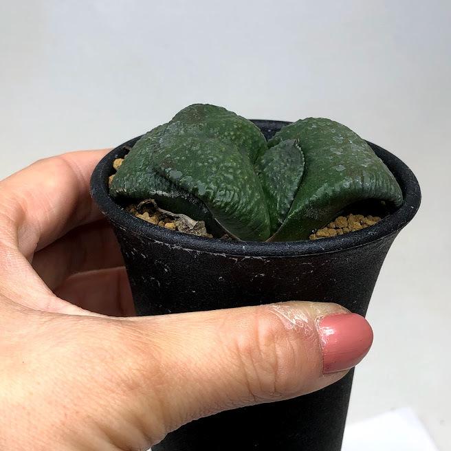 多肉植物：ガステリア　臥牛*幅6.5ｃｍ　現品！一品限り｜y-bonsai｜03