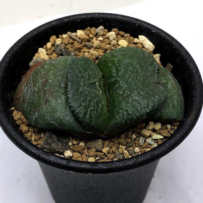 多肉植物：ガステリア 臥牛*幅6cm 現品！一品限り : 遊恵盆栽 Yahoo