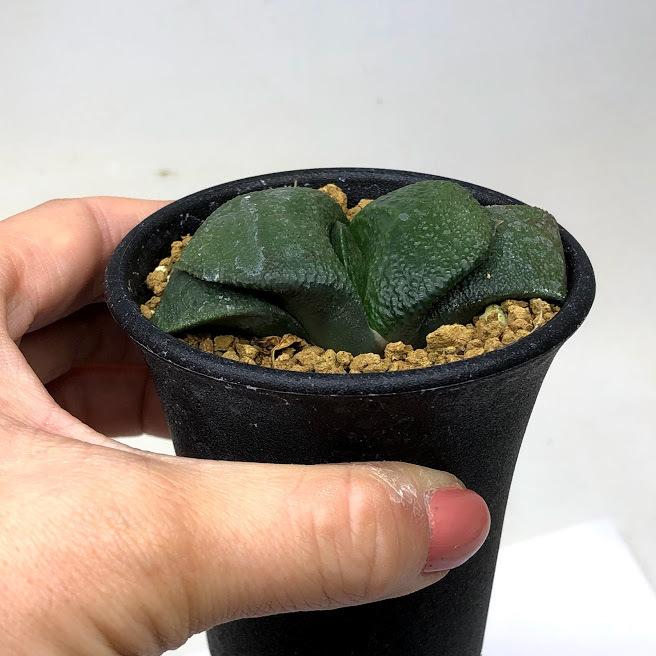 多肉植物：ガステリア 臥牛*幅6cm 現品！一品限り : 遊恵盆栽 Yahoo