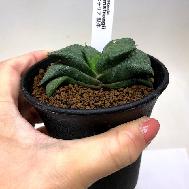 多肉植物：ガステリア　臥牛*幅7.5ｃｍ　現品！一品限り｜y-bonsai｜03