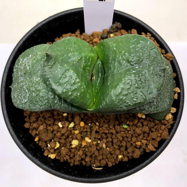 多肉植物：ガステリア 臥牛*幅8cm 現品！一品限り : 遊恵盆栽 Yahoo