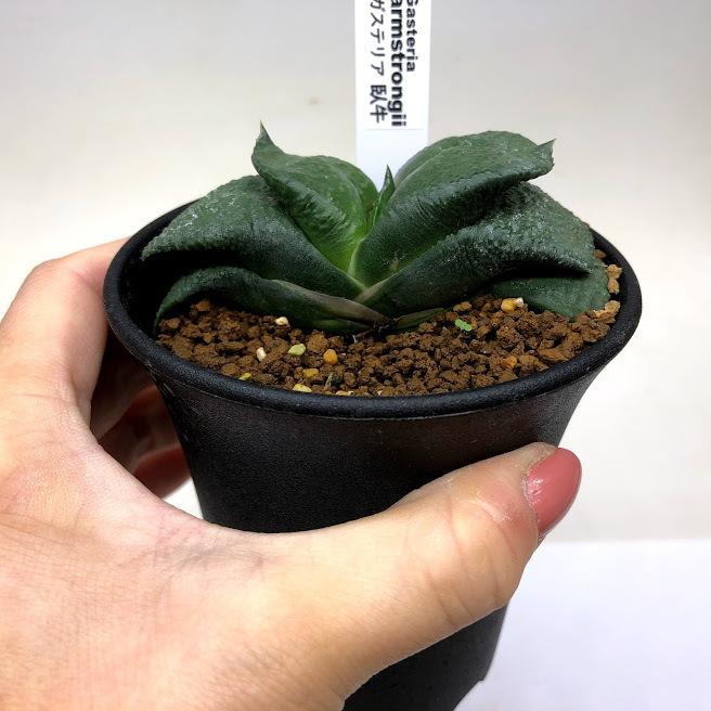 多肉植物：ガステリア 臥牛*幅8cm 現品！一品限り : 遊恵盆栽 Yahoo