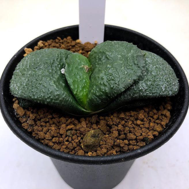多肉植物：ガステリア 臥牛*幅8cm 現品！一品限り : 遊恵盆栽 Yahoo