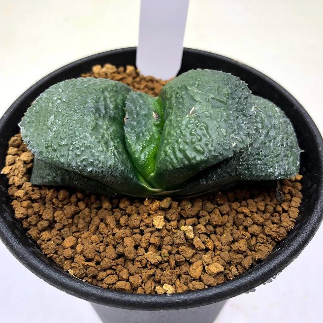 多肉植物 ガステリア 臥牛 幅7ｃｍ 現品 一品限り Sv 遊恵盆栽 Yahoo 店 通販 Yahoo ショッピング