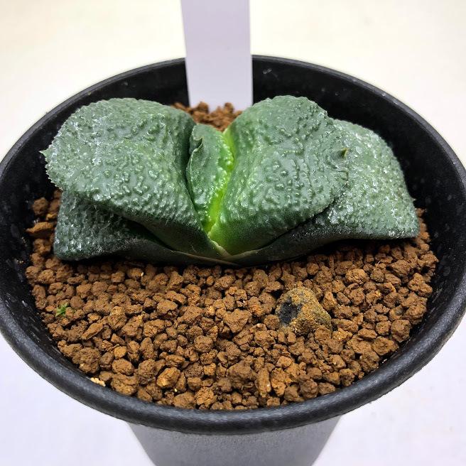 多肉植物：ガステリア 臥牛*幅7cm 現品！一品限り : 遊恵盆栽 Yahoo
