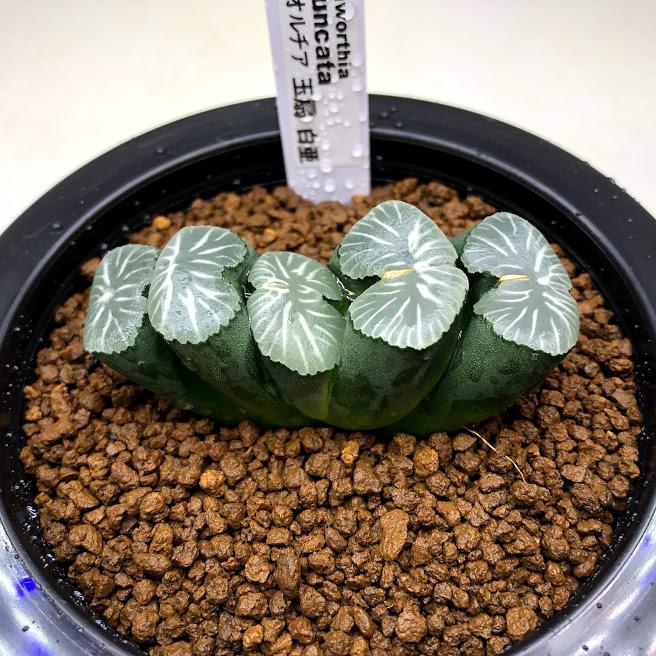 引き取り割引あり　ハオルチア 玉扇 引き取り割引あり ハオルチア 玉扇