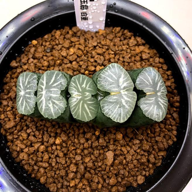 多肉植物：ハオルチア 玉扇 白亜*幅6.5cm 現品！一品限り : 遊恵盆栽