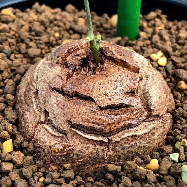 コーデックス アフリカ亀甲竜 塊根幅4 5ｃｍ 現品 一品限り Sv 遊恵盆栽 Yahoo 店 通販 Yahoo ショッピング