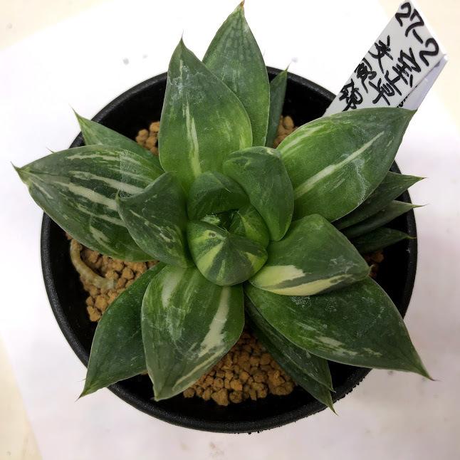 人気特価激安 多肉植物 ハオルチア 宝草交配錦 幅9ｃｍ 現品 一品限り Haworthia Cuspidata Varieg Hyb 想像を超えての Southerncollegeofhealthsciences Com