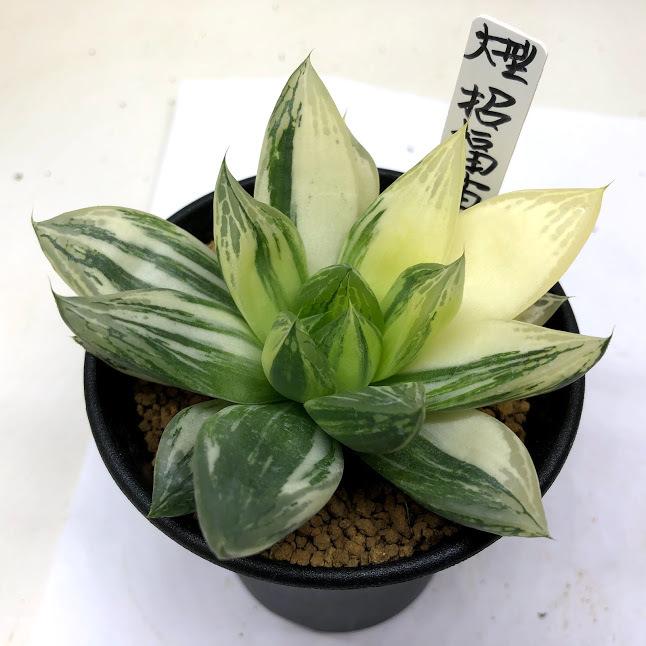 多肉植物：ハオルチア 大型招福猫錦*幅9.5cm 現品！一品限り
