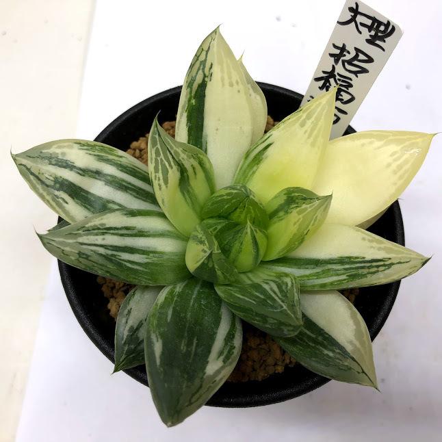 多肉植物：ハオルチア 大型招福猫錦*幅9.5cm 現品！一品限り : 遊恵