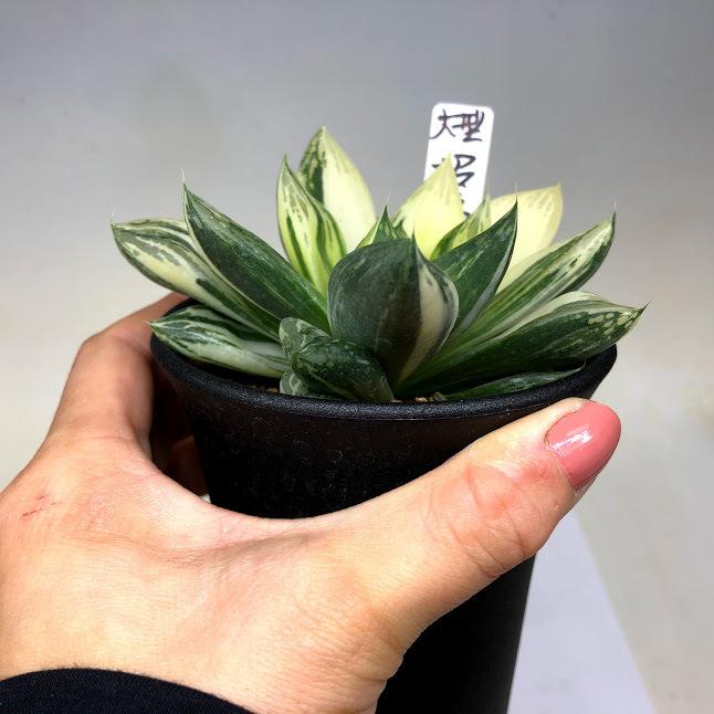 多肉植物：ハオルチア 大型招福猫錦*幅9.5cm 現品！一品限り : 遊恵