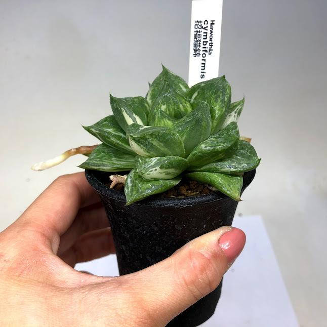 多肉植物 ハオルチア 招福猫錦 幅8ｃｍ 現品 一品限り Sv 遊恵盆栽 Yahoo 店 通販 Yahoo ショッピング