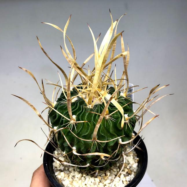 サボテン：エキノフォスロカクタス 振武玉*幅6.5cm 現品！一品限り