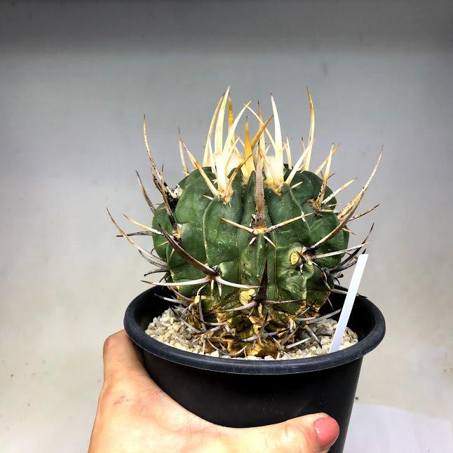 サボテン：エキノフォスロカクタス 黄刺竜剣丸*幅9cm 現品！一品限り