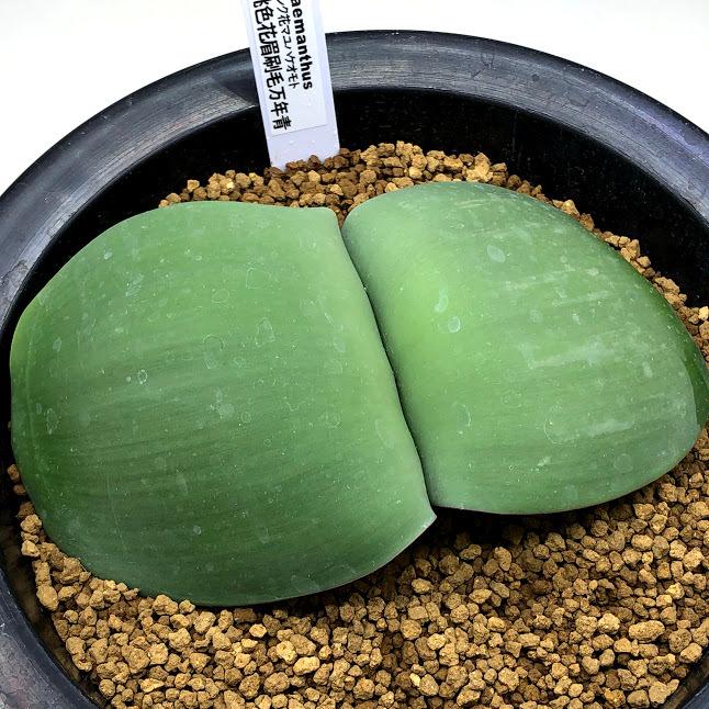 人気ショップが最安値挑戦 球根植物 桃色花マユハケオモト 葉幅13cm 人気ショップが最安値挑戦 Www Muslimaidusa Org