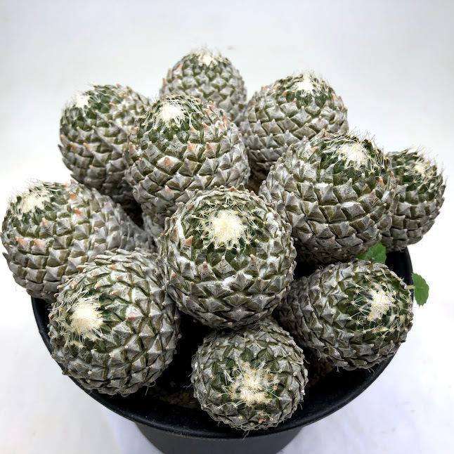 サボテン:ペレキフォラ 銀牡丹群生 自根*幅15cm 現品 一品 サボテン:ペレキフォラ 銀牡丹群生 自根*幅15cm 現品 一品