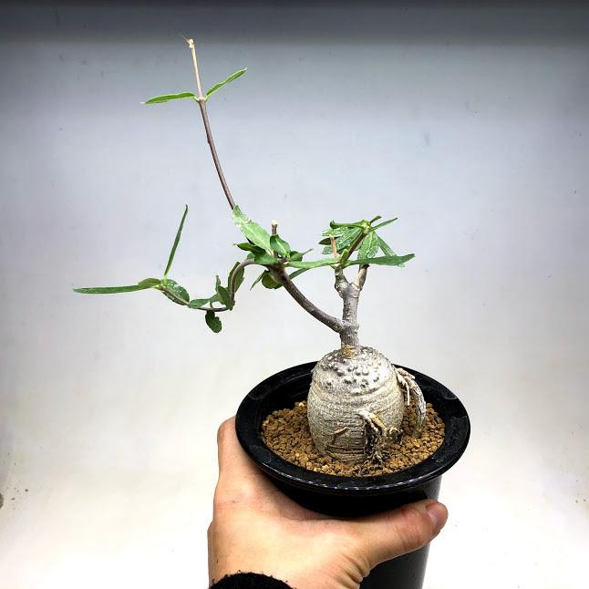 コーデックス：フォッケア エデュリス 火星人*L 塊根幅5cm : 遊恵