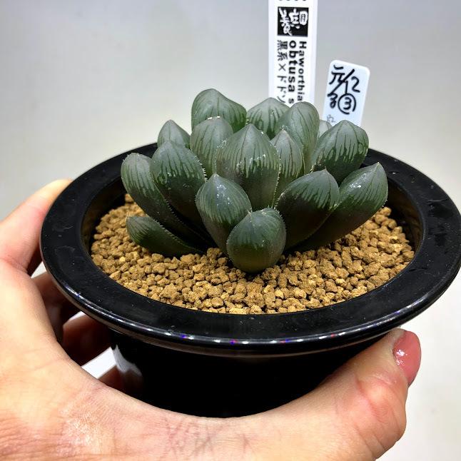 多肉植物：ハオルチア 黒系×ドドソン紫大型オブツーサ*幅7cm 現品